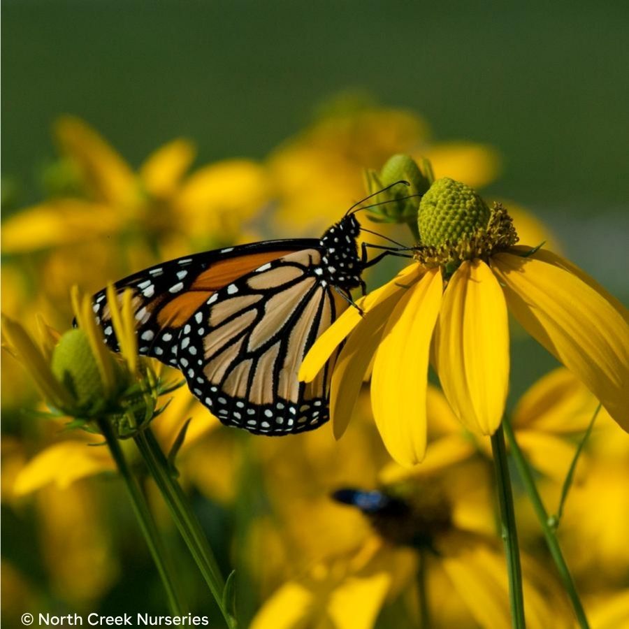Autumn Sun Coneflower (Rudbeckia laciniata ‘Autumn Sun’)