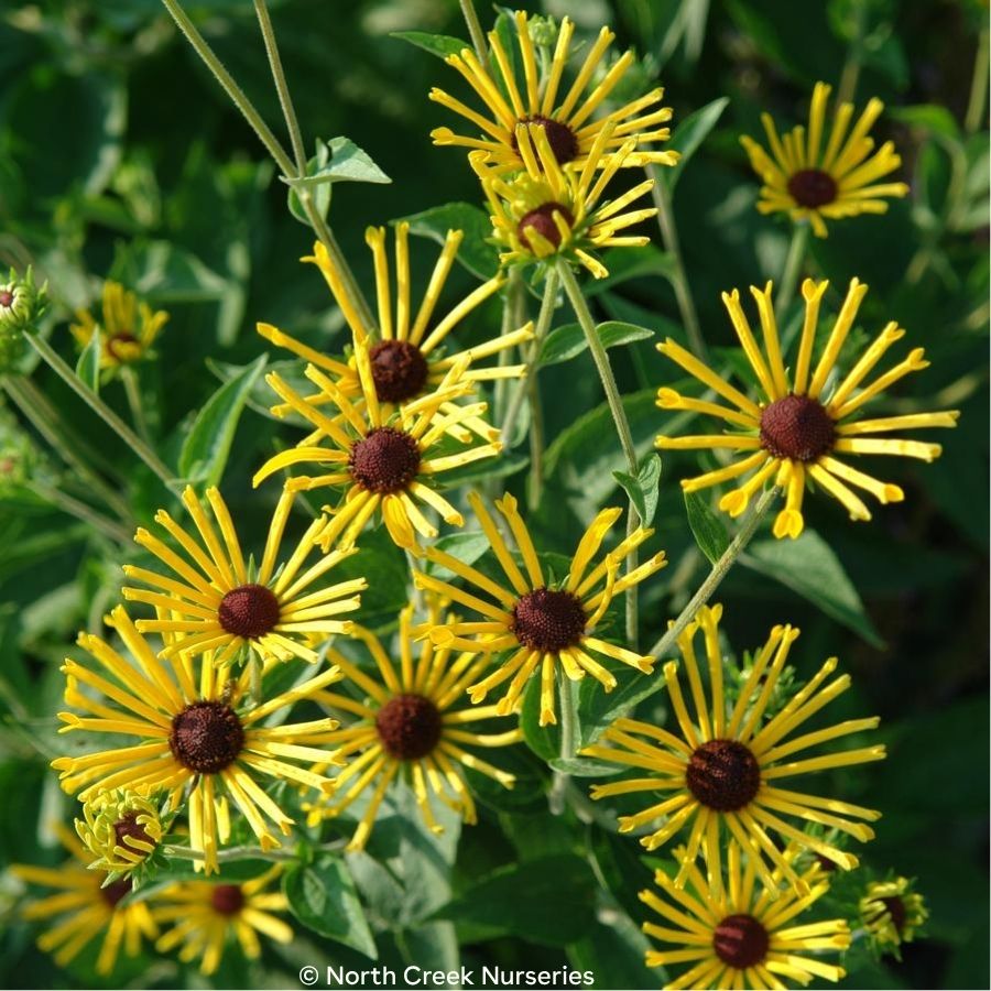 Henry Eilers Sweet Coneflower (Rudbeckia subtomentosa ‘Henry Eilers’)