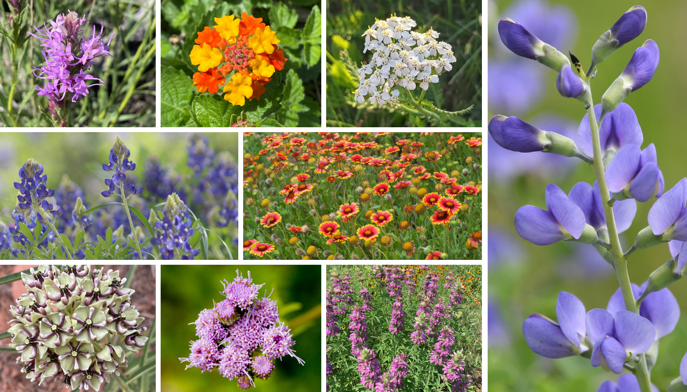 Choose Your Own Plants (South Central)