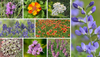 Choose Your Own Plants (South Central)