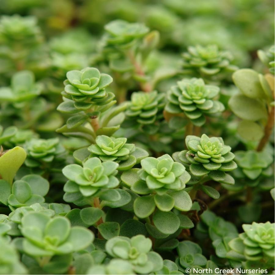 Larinem Park Woodland Stonecrop (Sedum ternatum ‘Larinem Park’)