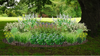 Native Shade Garden for Clay