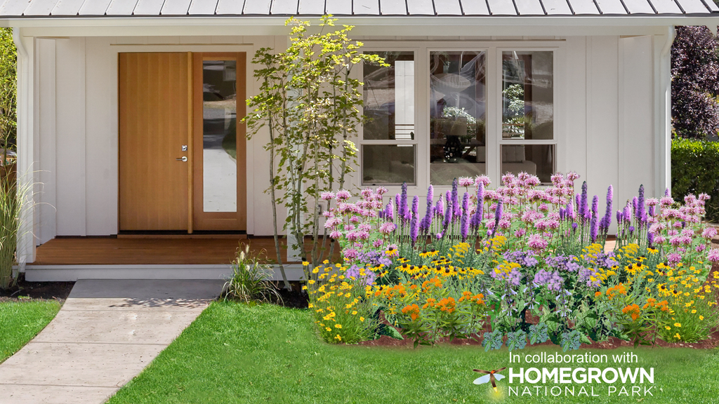 Southeast Keystone Native Sun Garden