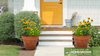 Southeast Keystone Native Container Garden for Sun