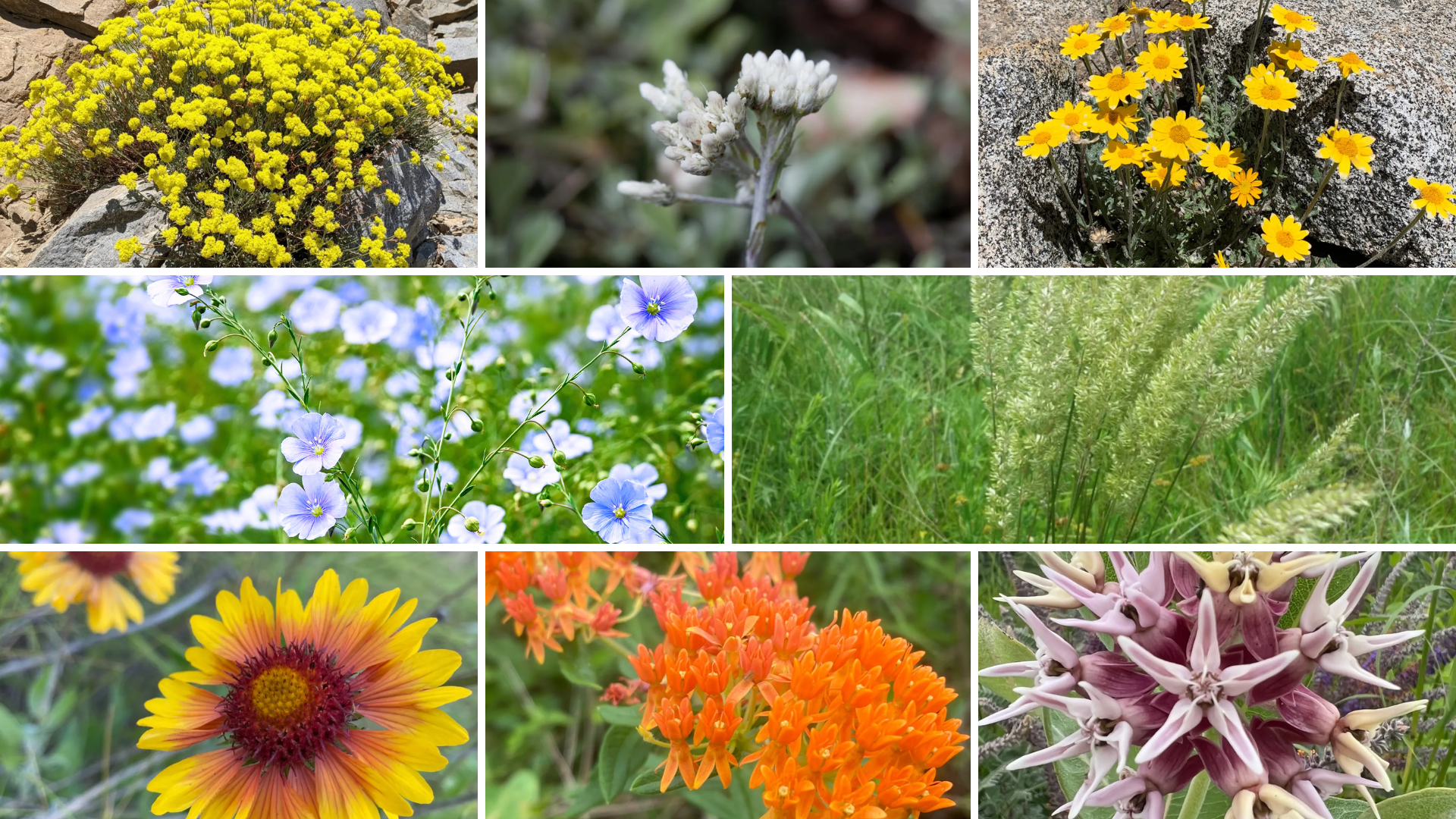 Choose Your Own Plants (Rockies)