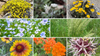 Choose Your Own Plants (Rockies)