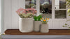 Sunset Colors Native Container Garden
