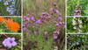 Dry Soil Wildflower Seed Mix