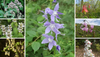 Woodland Wildflower Seed Mix