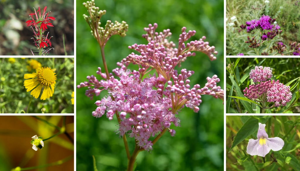 Soggy Soil Wildflower Seed Mix