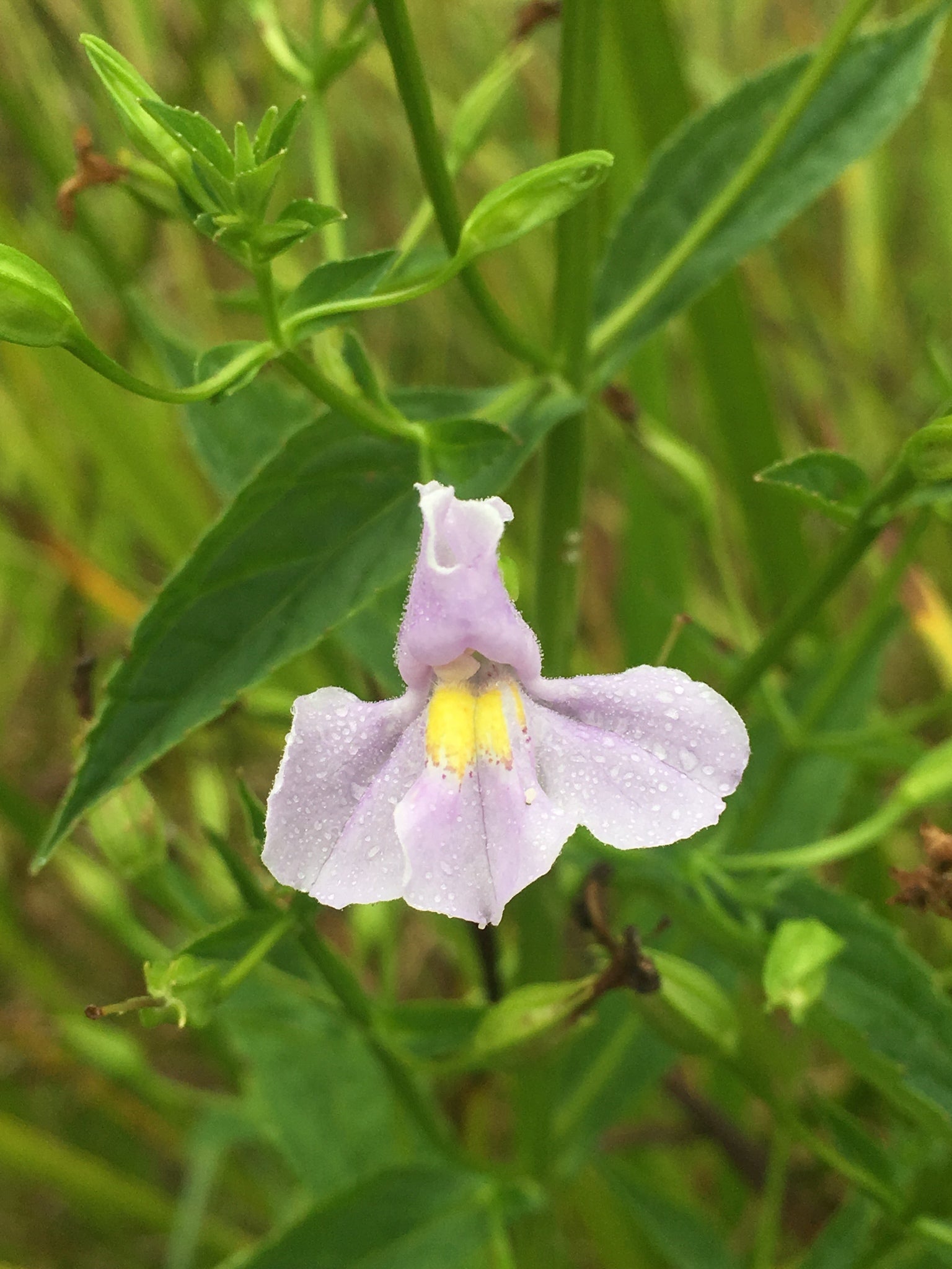 Allegheny Monkeyflower (Mimulus ringens)