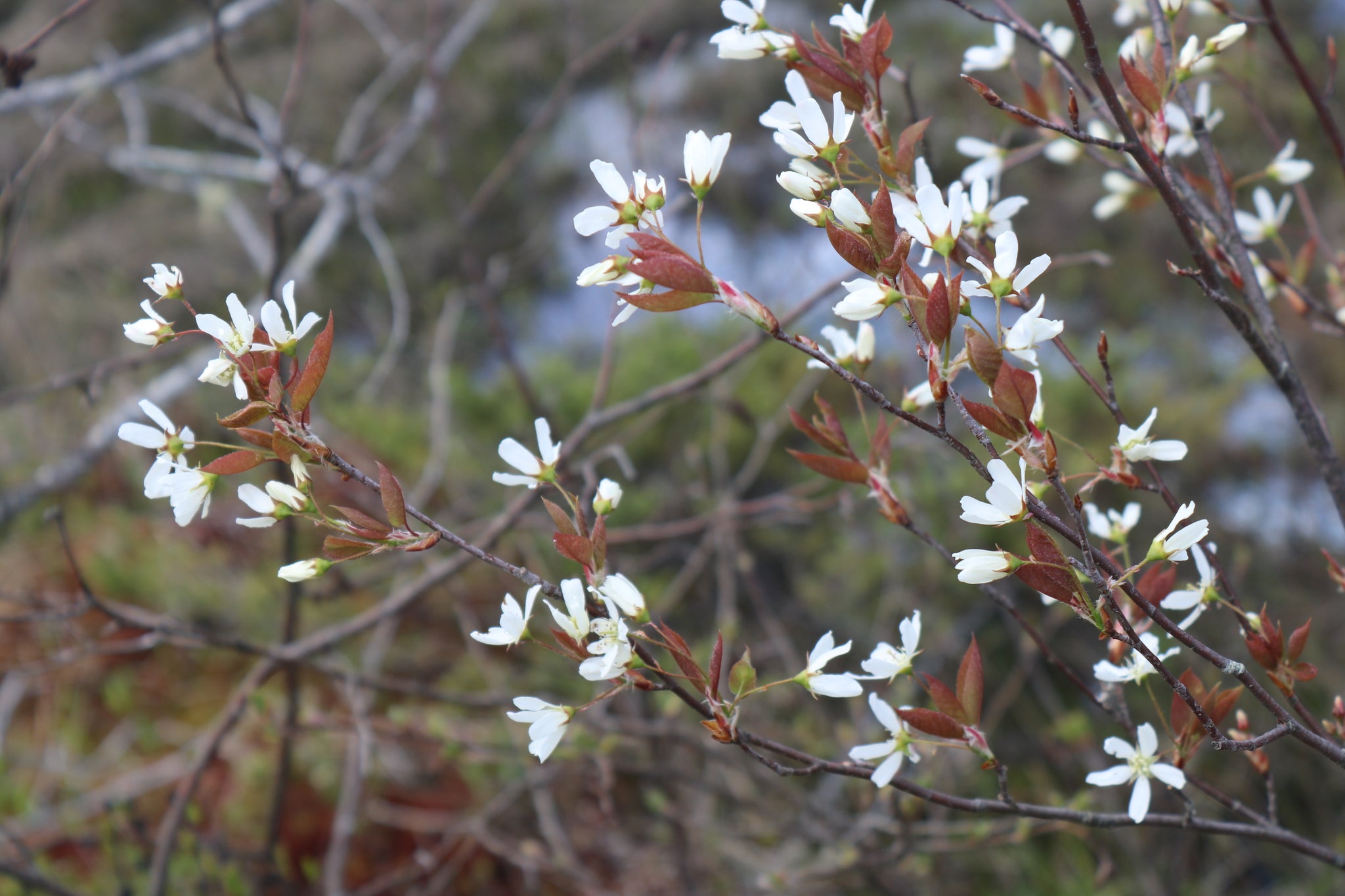 Allegheny Serviceberry (Amelanchier laevis)