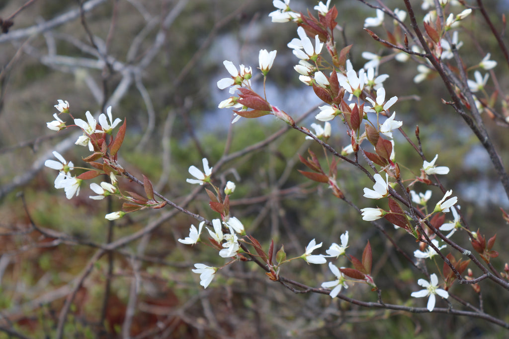 Allegheny Serviceberry (Amelanchier laevis)