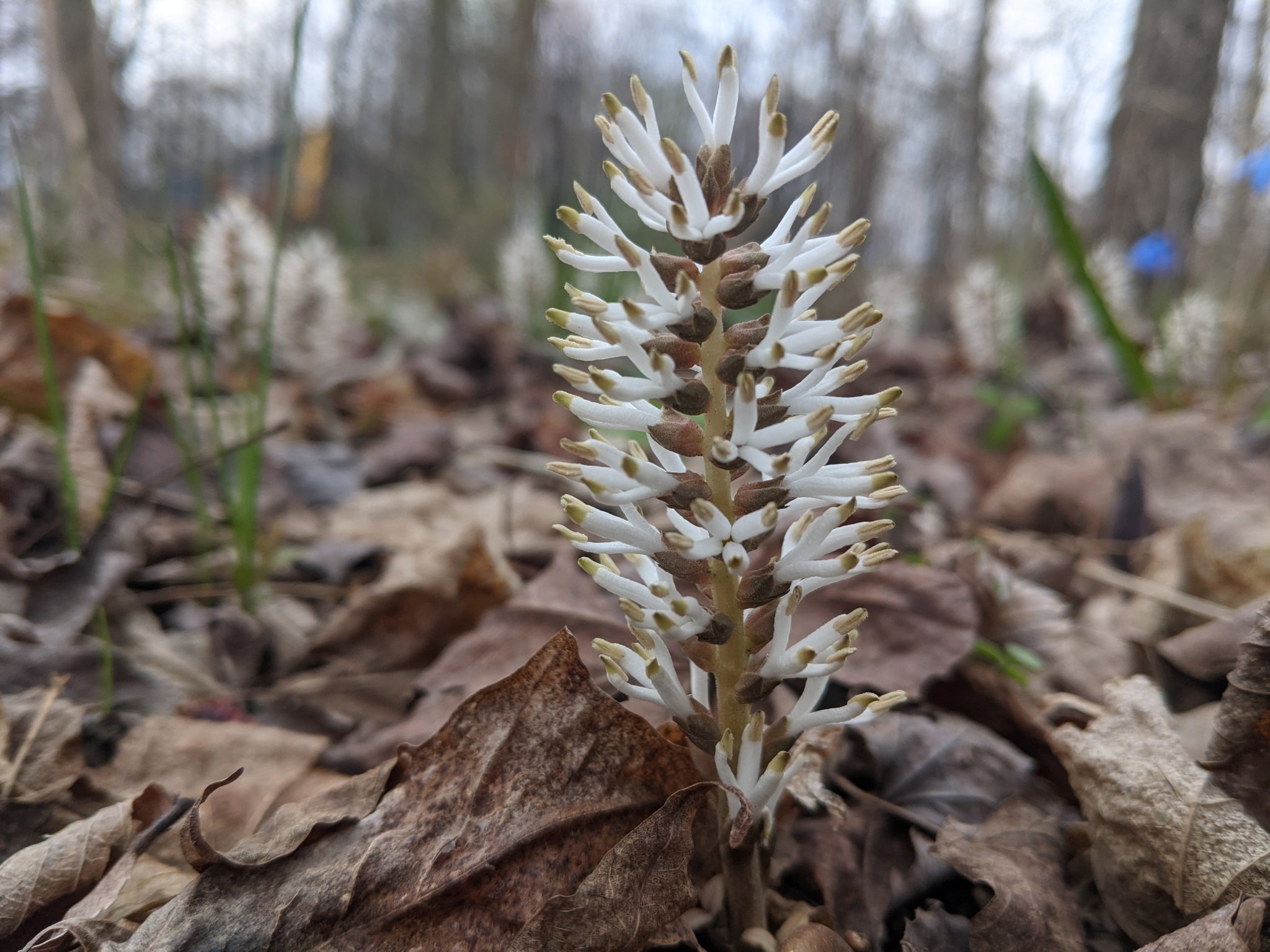 Allegheny Pachysandra (Pachysandra procumbens)