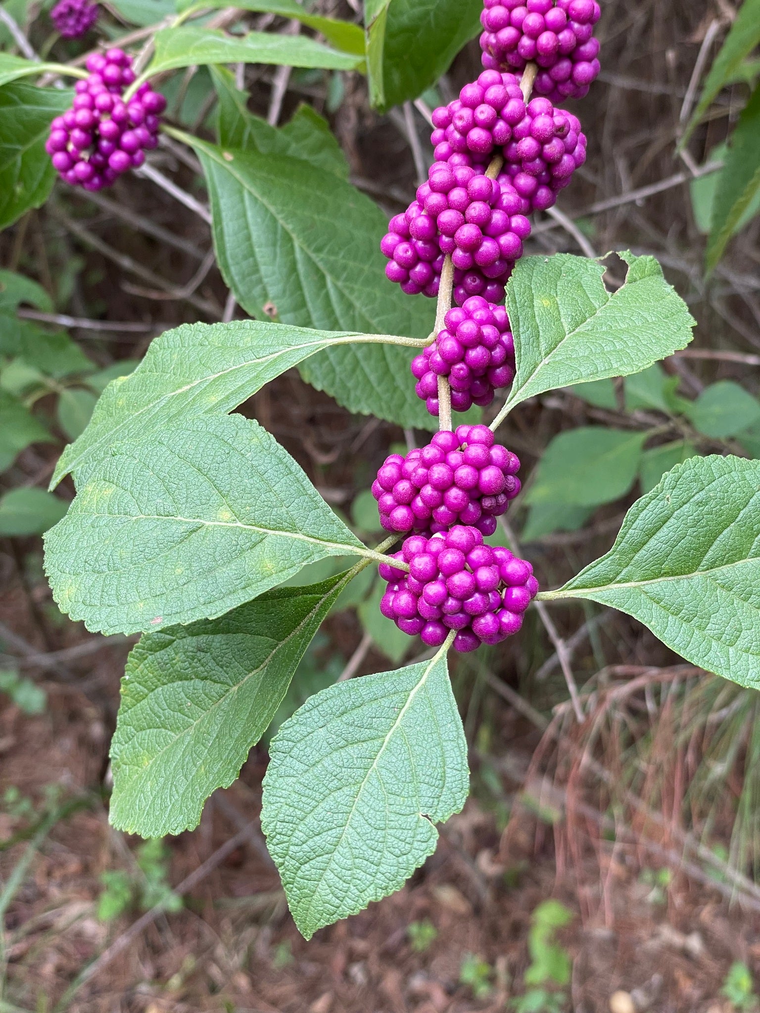 American Beautyberry (Callicarpa americana)