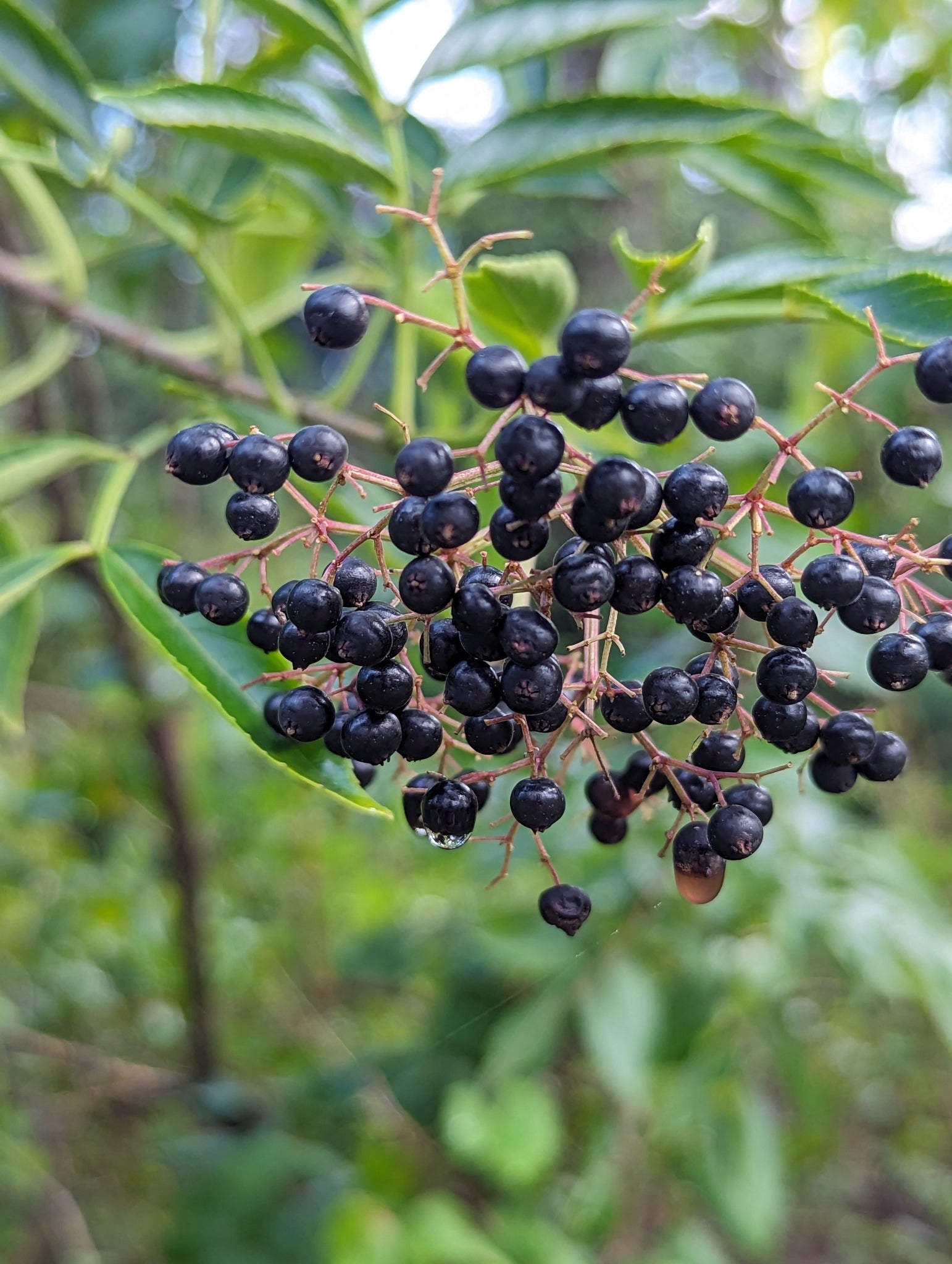 American Black Elderberry (Sambucus canadensis)