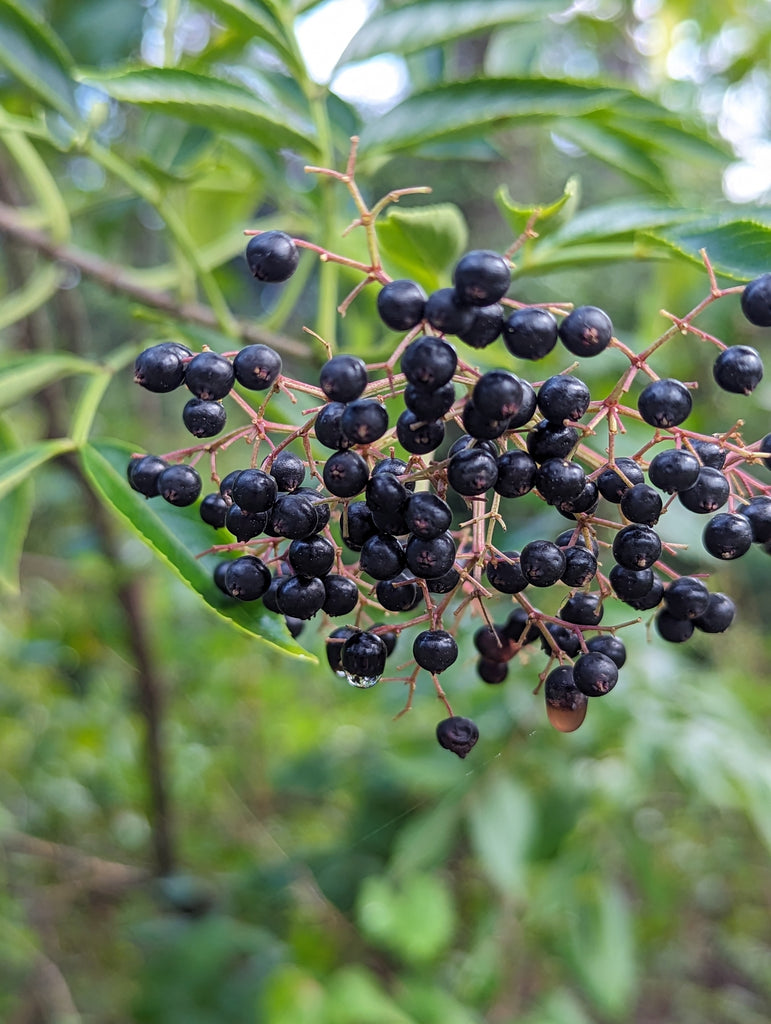 American Black Elderberry (Sambucus canadensis)