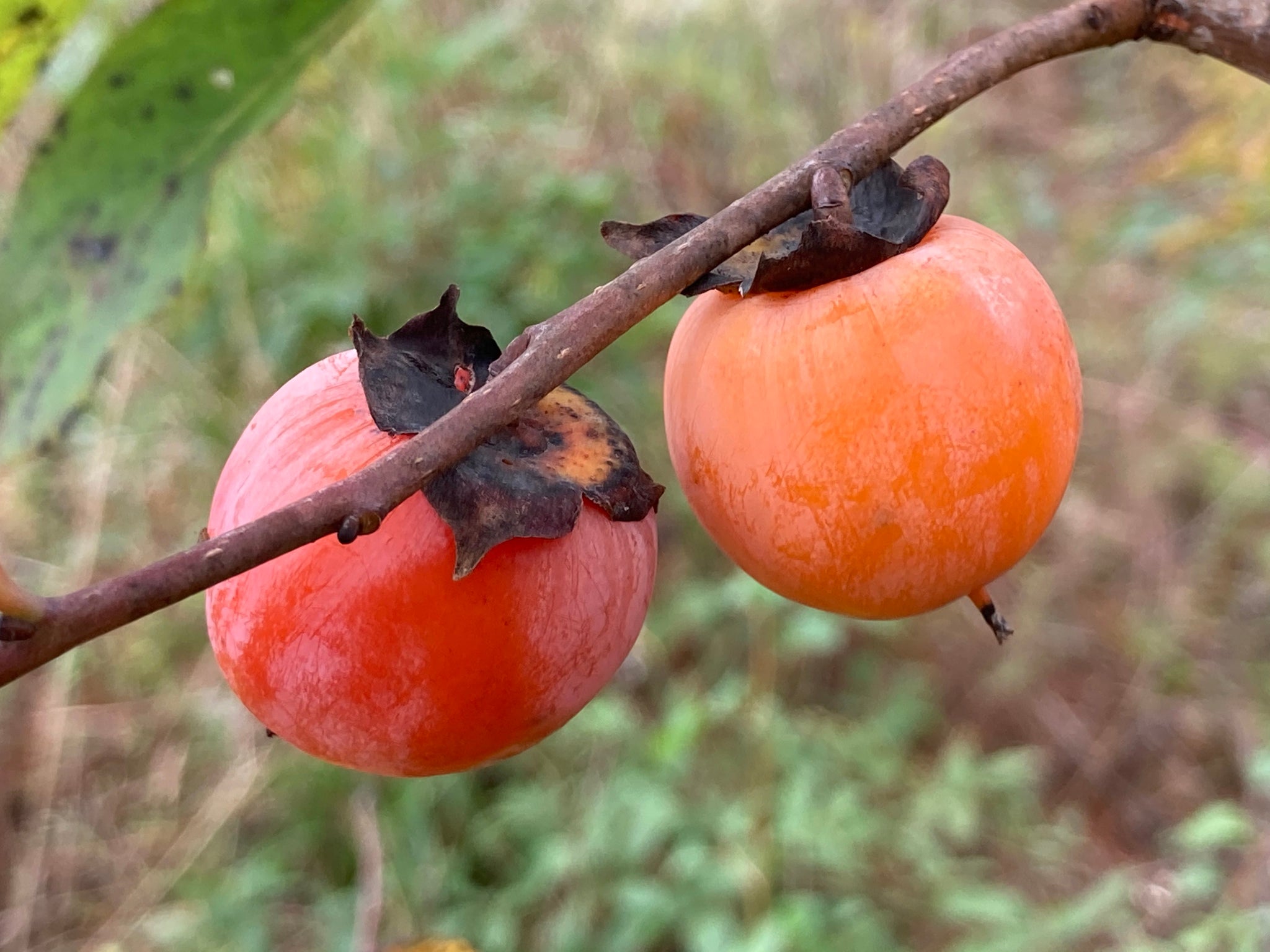 American Persimmon (Diospyros virginiana)