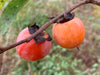 American Persimmon (Diospyros virginiana)