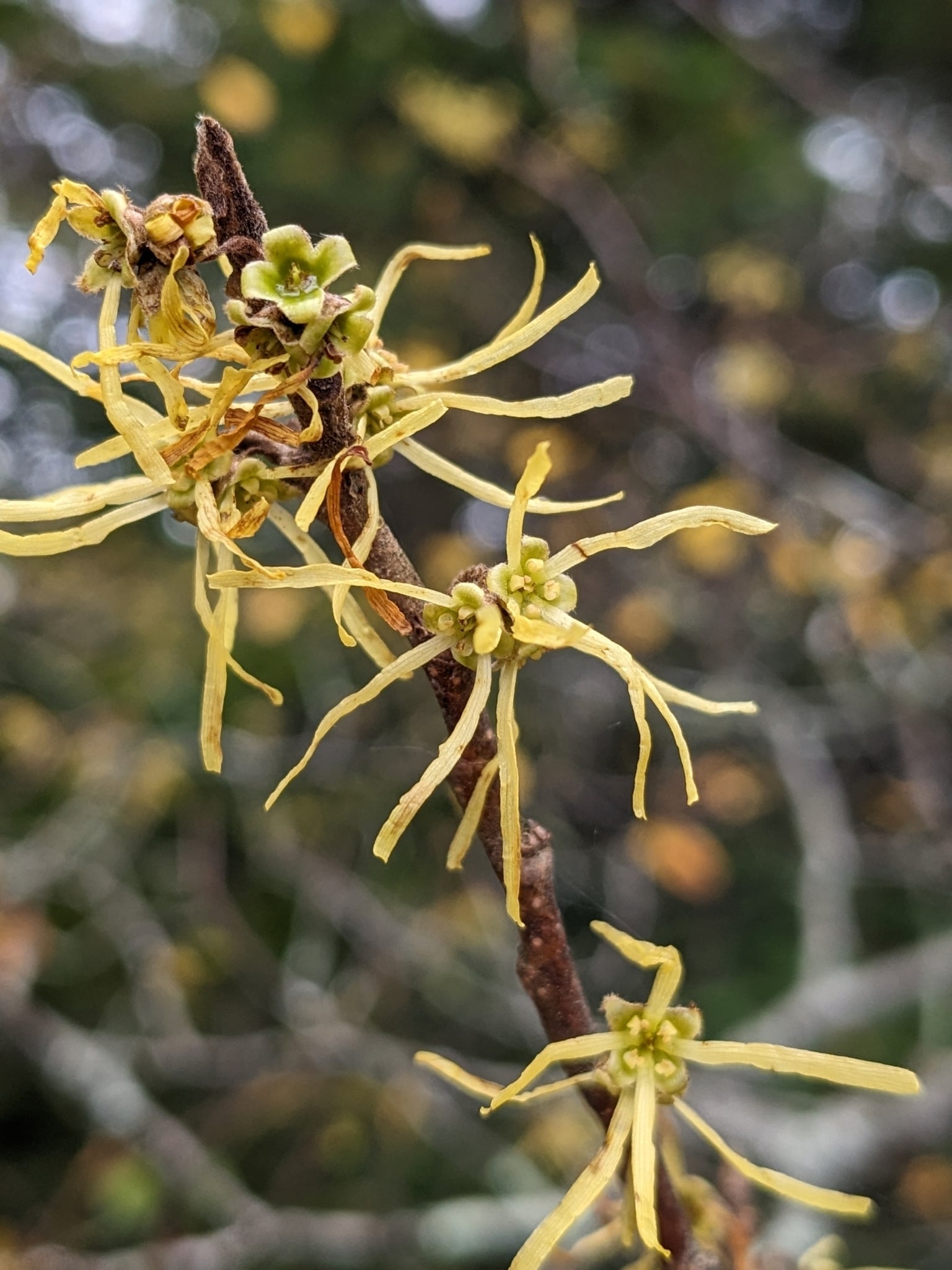 American Witch-Hazel (Hamamelis virginiana)