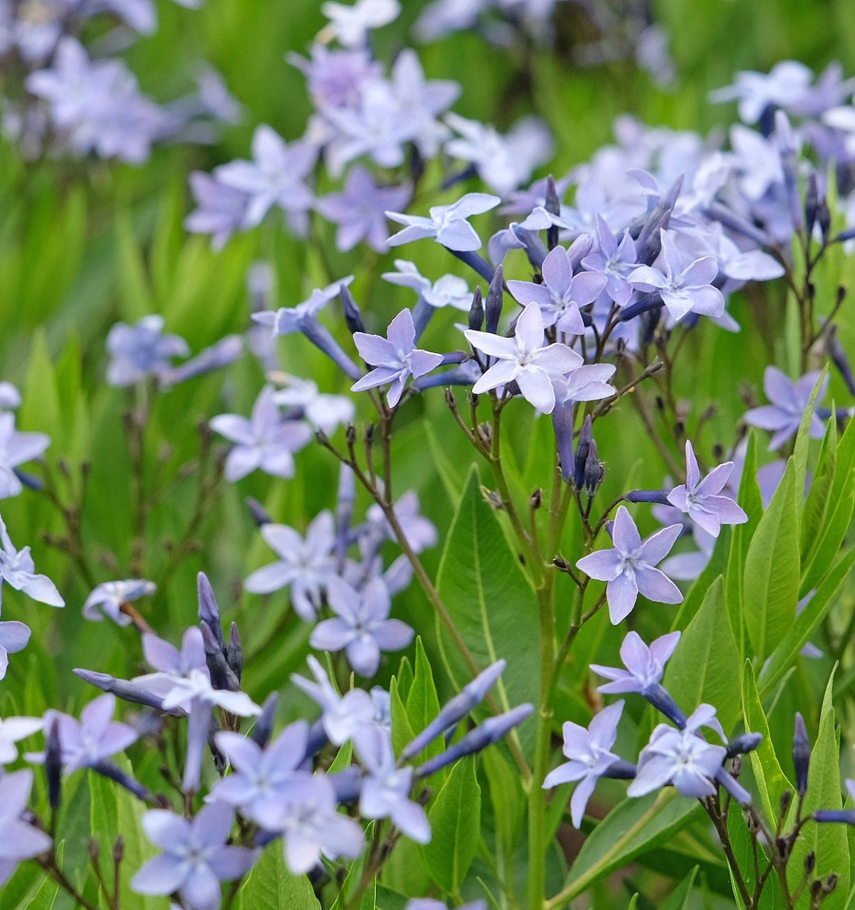 Bluestar 'Blue Ice' (Amsonia 'Blue Ice')