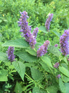 Lavender Hyssop (Agastache foeniculum)