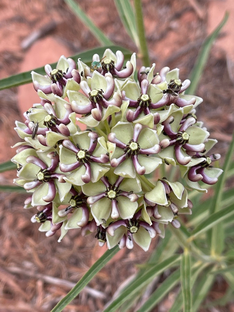 Antelopehorn Milkweed (Asclepias asperula)