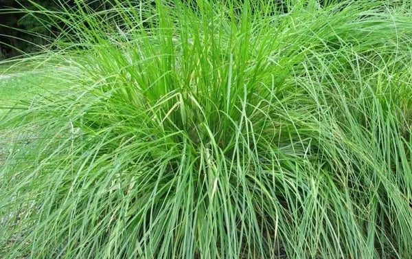 Appalachian Sedge (Carex appalachica)