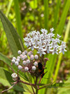 Aquatic Milkweed (Asclepias perennis)