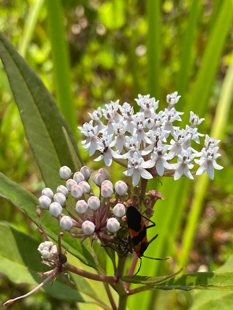 Aquatic Milkweed (Asclepias perennis)