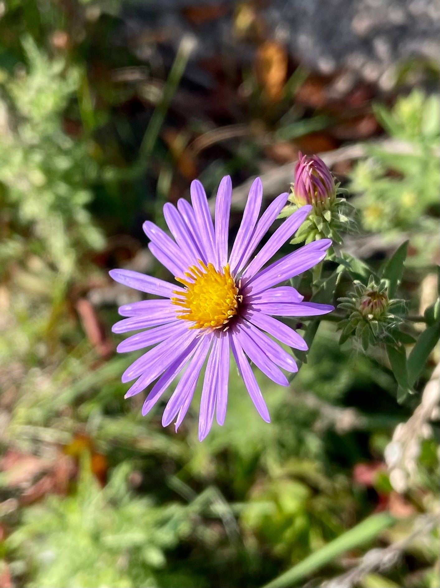 Aromatic Aster (Symphyotrichum oblongifolium)