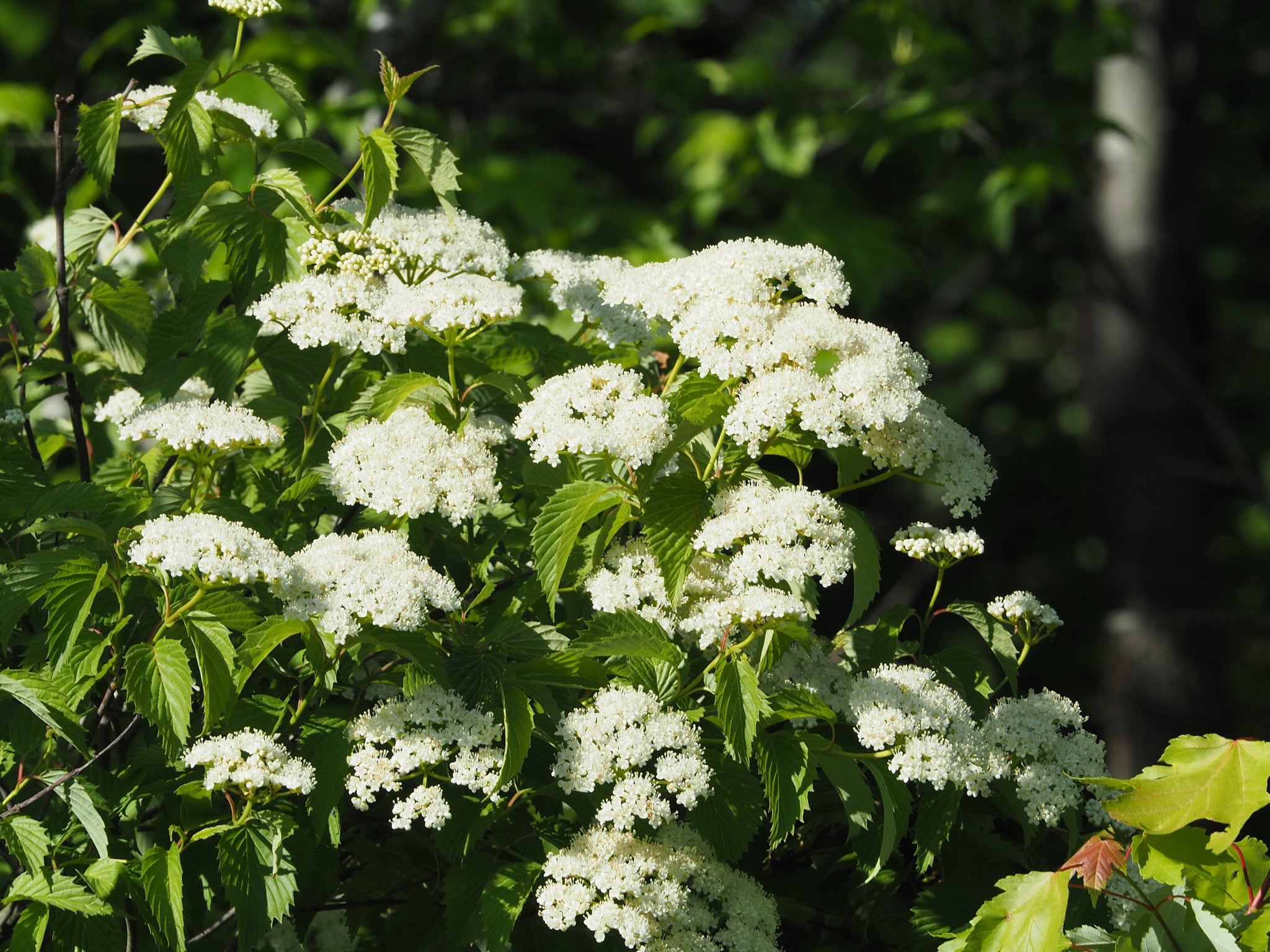 Arrowwood Viburnum (Viburnum dentatum)