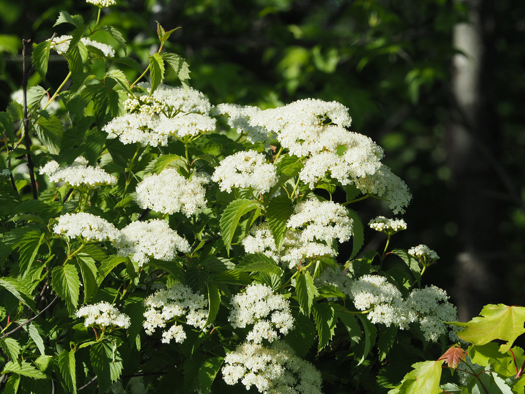 Arrowwood Viburnum (Viburnum dentatum)