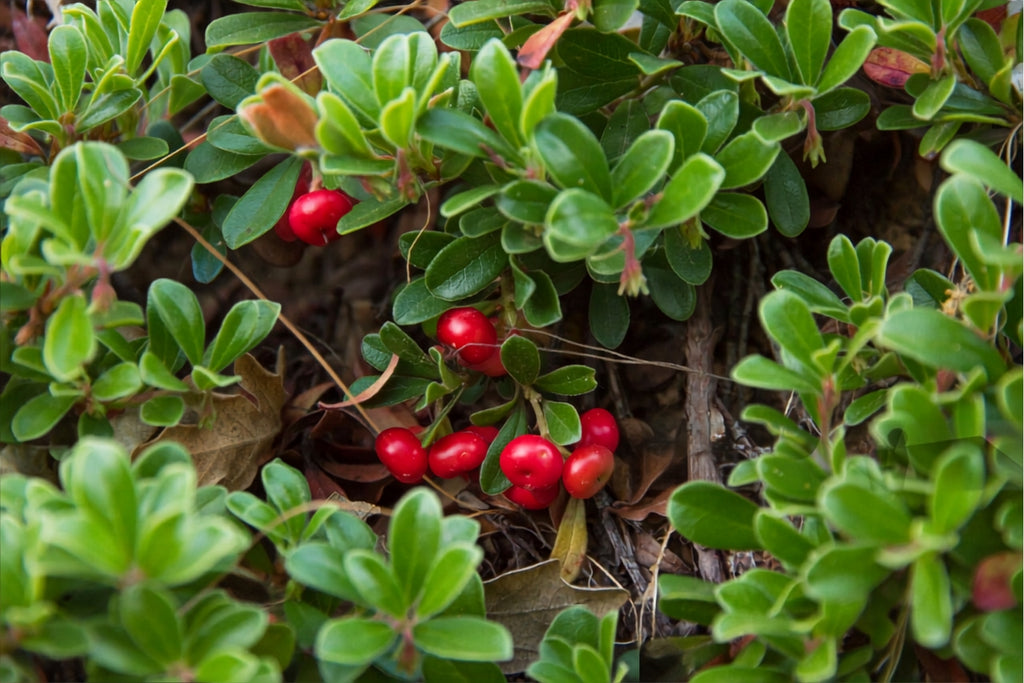 Bearberry (Arctostaphylos uva-ursi)