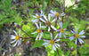 Big-Leaved Aster (Eurybia macrophylla)
