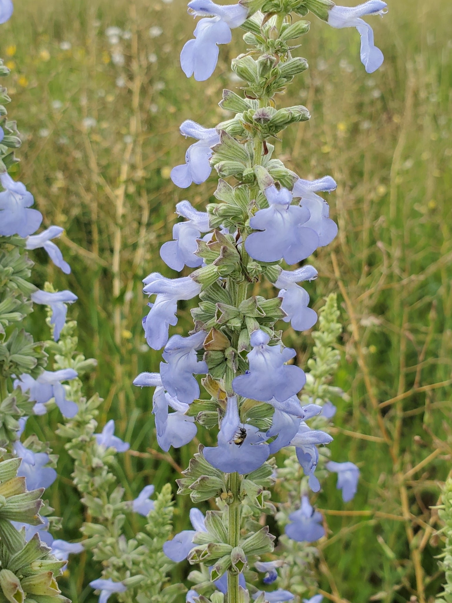 Big Blue Sage (Salvia azurea)