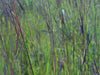 Big Bluestem (Andropogon gerardii)