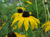 Black-Eyed Susan (Rudbeckia hirta)