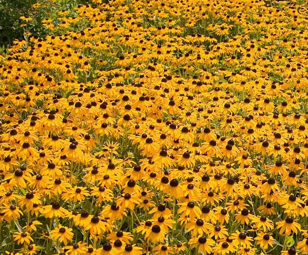 Black-Eyed Susan ‘Goldsturm’ (Rudbeckia fulgida ‘Goldsturm’)