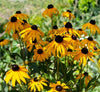 Black-Eyed Susan ‘Goldsturm’ (Rudbeckia fulgida ‘Goldsturm’)