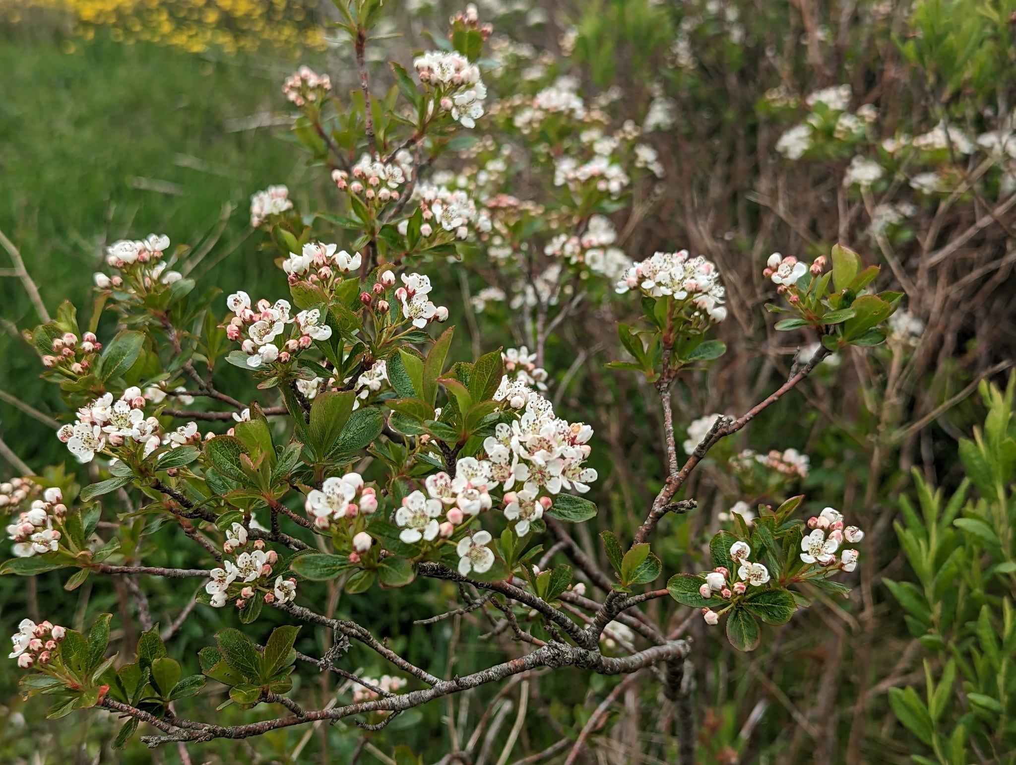 Black Chokeberry (Aronia melanocarpa)