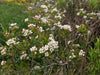 Black Chokeberry (Aronia melanocarpa)