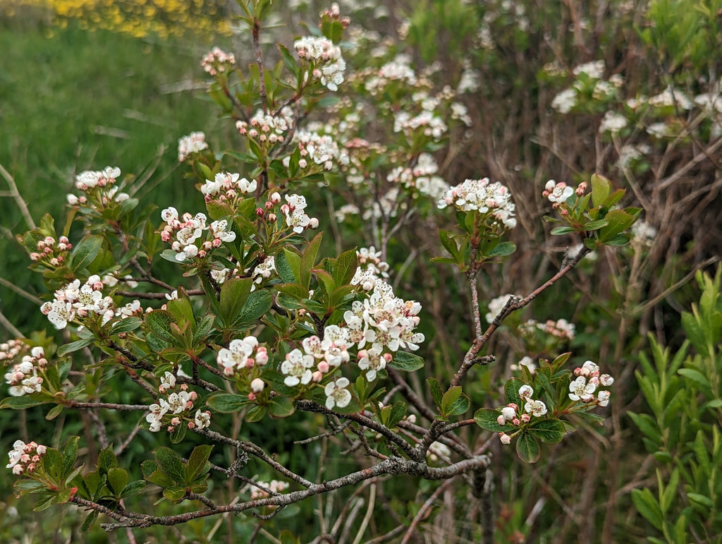 Black Chokeberry (Aronia melanocarpa)