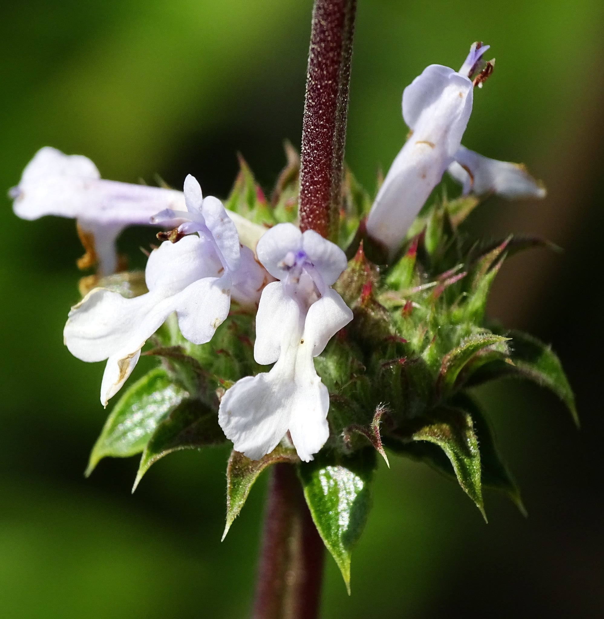 Black Sage (Salvia mellifera)
