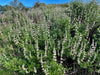 Black Sage (Salvia mellifera)