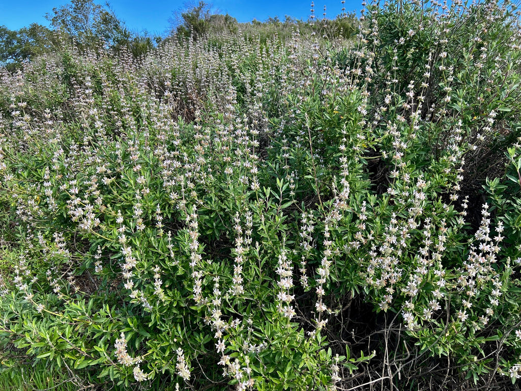 Black Sage (Salvia mellifera)