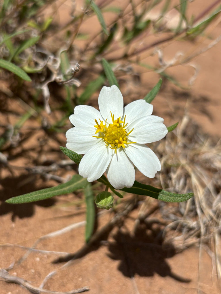 Blackfoot Daisy (Melampodium leucanthum)
