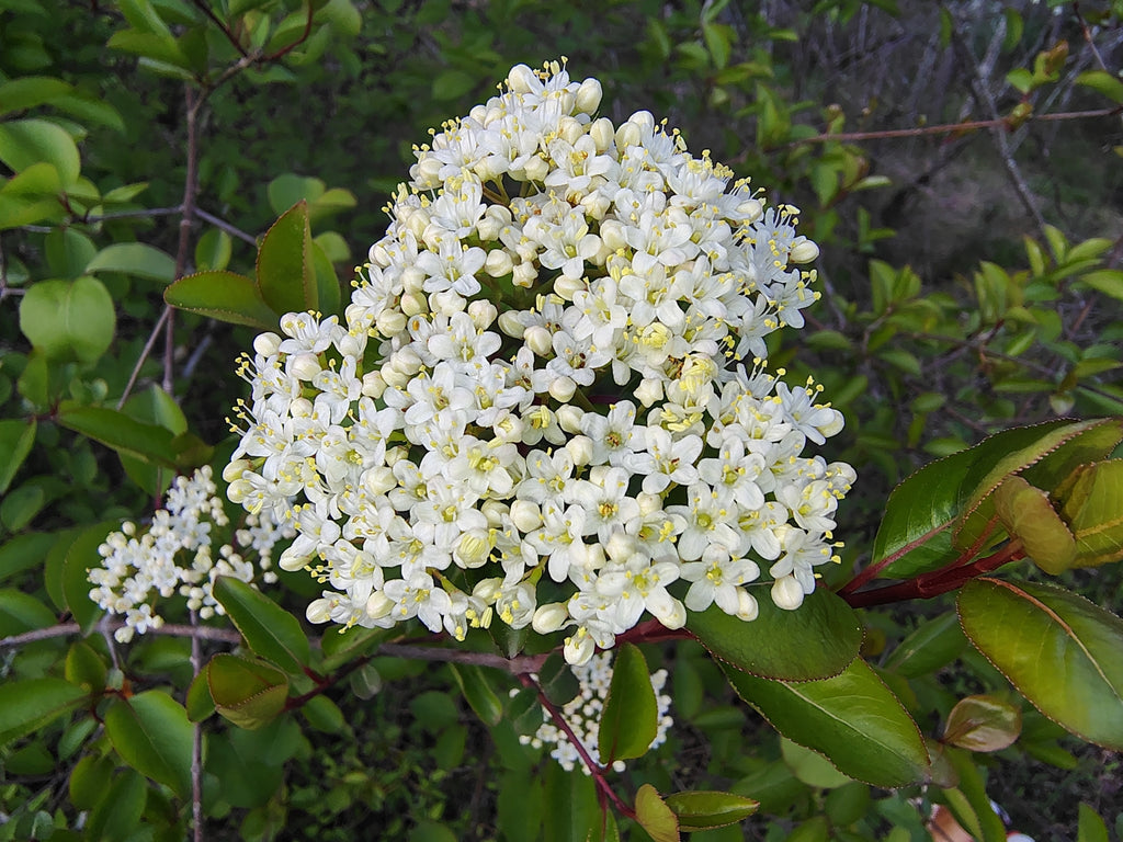 Blackhaw Viburnum (Viburnum prunifolium)