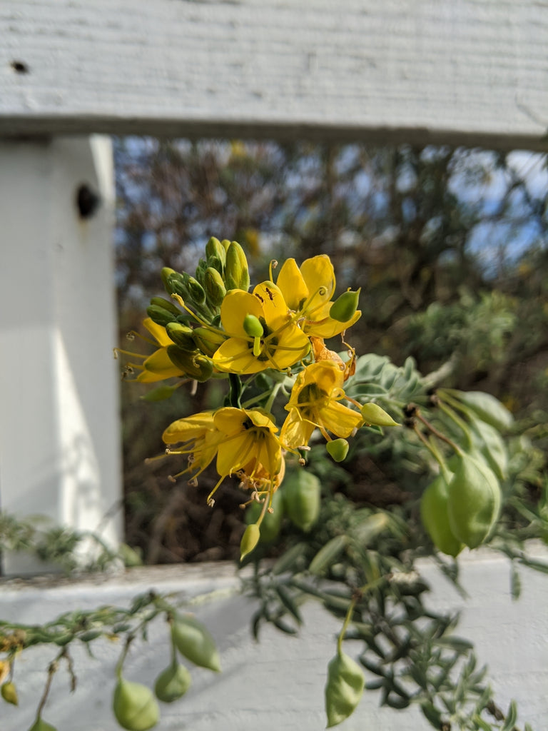 Bladderpod (Cleomella arborea)