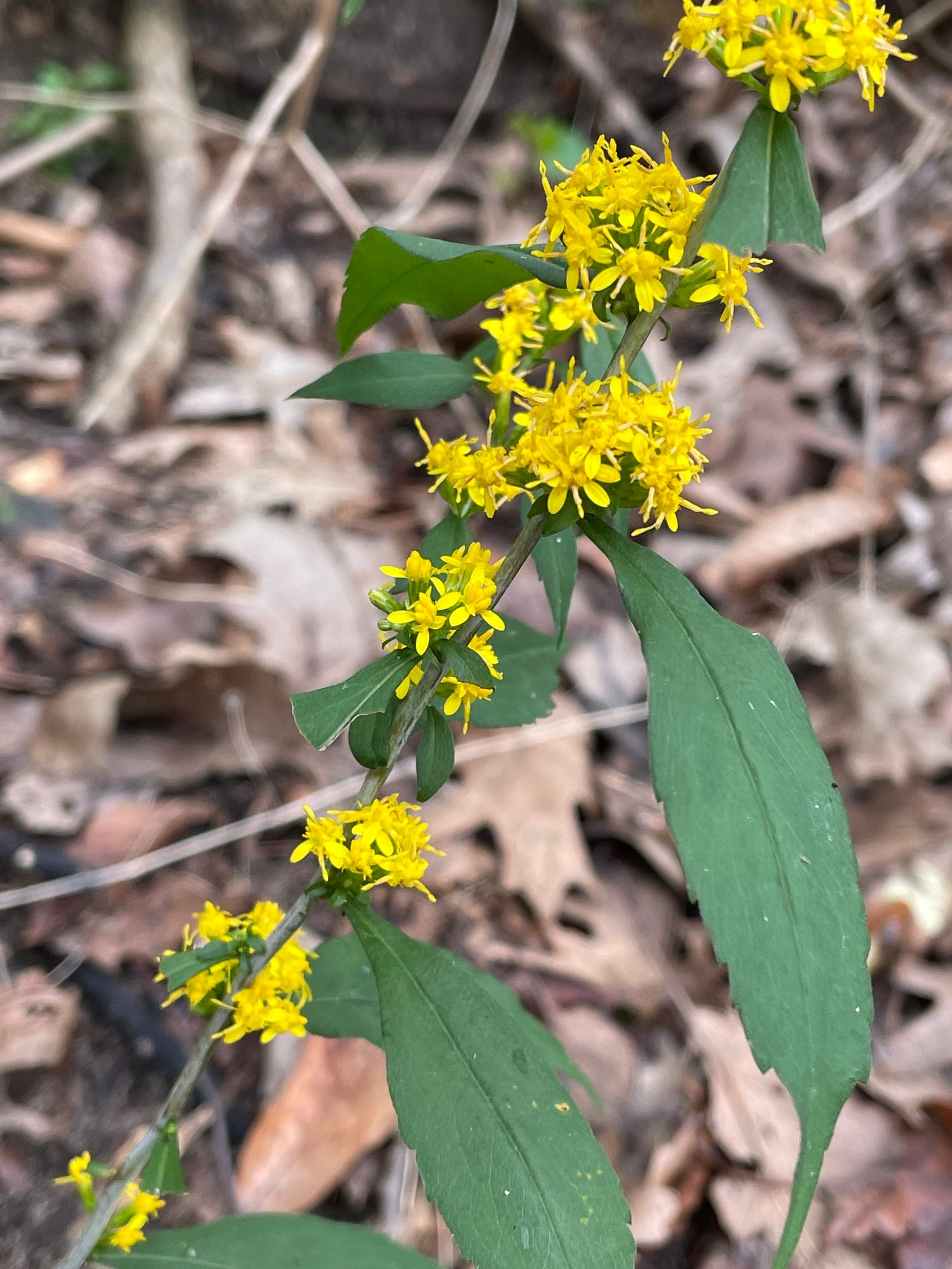 Blue-Stemmed Goldenrod (Solidago caesia)